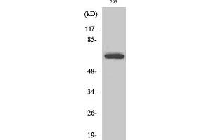 Western Blot analysis of various cells using ARA70 Polyclonal Antibody. (NCOA4 Antikörper  (AA 320-400))