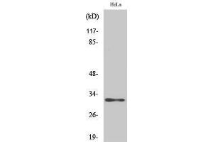 Western Blotting (WB) image for anti-Androgen-Induced 1 (AIG1) (C-Term) antibody (ABIN3180478) (AIG1 Antikörper  (C-Term))