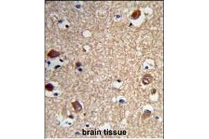 Formalin-fixed and paraffin-embedded human brain tissue reacted with ACTR5 Antibody (C-term), which was peroxidase-conjugated to the secondary antibody, followed by DAB staining. (ACTR5 Antikörper  (C-Term))