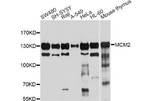 Western blot analysis of extracts of various cell lines, using MCM2 antibody (ABIN5970415) at 1/1000 dilution. (MCM2 Antikörper)
