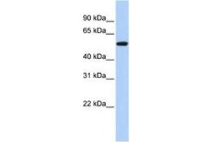 Image no. 1 for anti-Tumor Protein P53 (TP53) (N-Term) antibody (ABIN6742382) (p53 Antikörper  (N-Term))