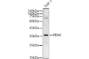 Western blot analysis of extracts of THP-1 cells, using PENK antibody (ABIN6133151, ABIN6145444, ABIN6145445 and ABIN6221906) at 1:540 dilution. (Enkephalin Antikörper  (AA 25-267))