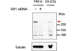 Western Blotting (WB) image for anti-RAP1 Interacting Factor Homolog (RIF1) (AA 2432-2444) antibody (ABIN1103996) (RIF1 Antikörper  (AA 2432-2444))