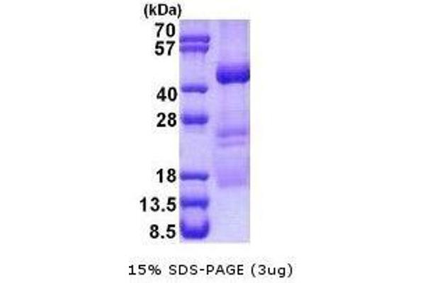 XPA Protein