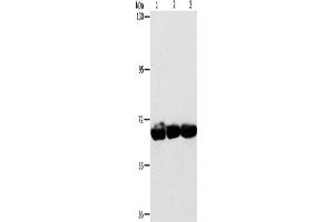 Western Blotting (WB) image for anti-Cytoskeleton-Associated Protein 4 (CKAP4) antibody (ABIN2432850) (CKAP4 Antikörper)