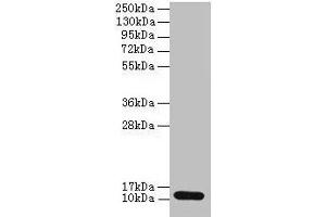 Western blot All lanes: S100A4 antibody at 2 μg/mL + A549 whole cell lysate Secondary Goat polyclonal to rabbit IgG at 1/10000 dilution Predicted band size: 12 kDa Observed band size: 12 kDa (S1A4 (AA 2-101) Antikörper)