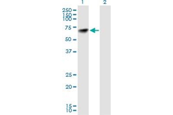 NARS Antikörper  (AA 1-548)