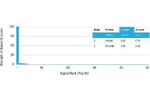 Analysis of Protein Array containing more than 19,000 full-length human proteins using HER-2 Mouse Monoclonal Antibody (ERBB2/3093). (ErbB2/Her2 Antikörper  (AA 311-462))