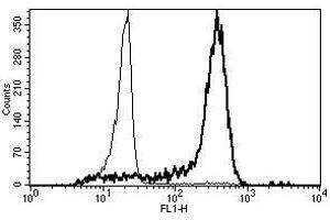 A typical staining pattern with the B-A8 monoclonal antibody of monocytes (CD14 Antikörper)