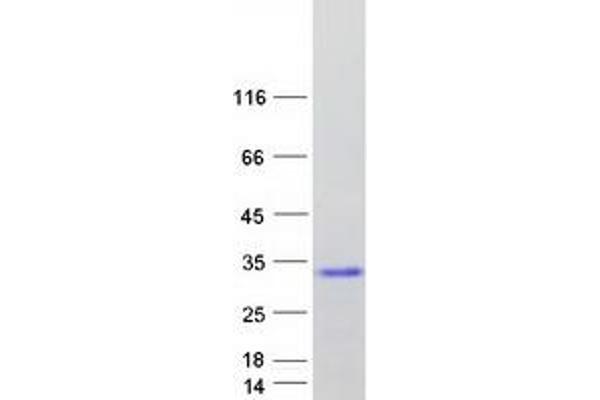 Complexin 4 Protein (CPLX4) (Myc-DYKDDDDK Tag)