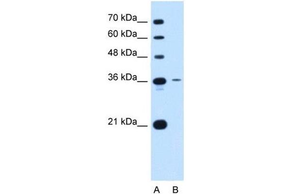 Tetraspanin 5 Antikörper  (Middle Region)