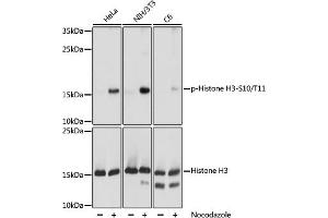 Western blot analysis of extracts of NIH/3T3 cells, using phospho-STK4-T387 pAb (ABIN7267688) at 1:1000 dilution or Histone H3 antibody . (Histone 3 Antikörper  (H3S10p, H3T11p))