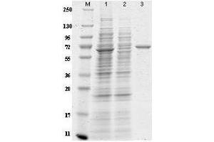 Coomassie stained SDS-PAGE using Anti-DYKDDDDK (FLAG®) Kit for Immunoprecipitation to purify recombinant proteins containing the epitope tag from an E. (DYKDDDDK Tag Immunoprecipitation Kit)