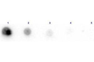 Dot Blot results of Rabbit Anti-Penicillinase Antibody Biotin Conjugated. (Penicillinase Antikörper  (Biotin))