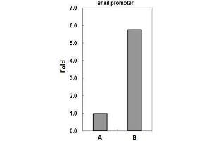 Chromatin Immunoprecipitation (ChIP) image for anti-CREB Binding Protein (CREBBP) (C-Term) antibody (ABIN2854987)