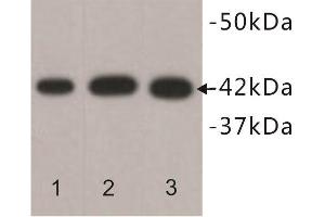 Western Blotting (WB) image for anti-Actin, beta (ACTB) antibody (ABIN1854834) (beta Actin Antikörper)