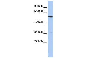 TMEM161B antibody used at 1 ug/ml to detect target protein. (TMEM161B Antikörper  (N-Term))