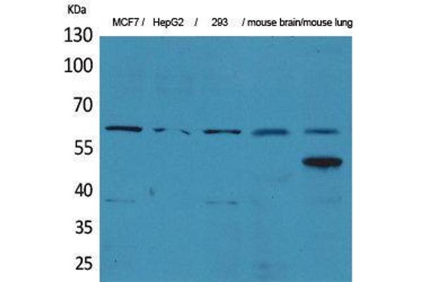 ZKSCAN4 Antikörper  (Internal Region)