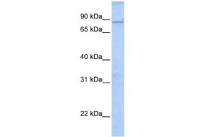 WDTC1 antibody used at 1 ug/ml to detect target protein. (WDTC1 Antikörper  (N-Term))