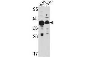 Image no. 1 for anti-Proliferation-Associated 2G4, 38kDa (PA2G4) (Middle Region) antibody (ABIN452929) (PA2G4 Antikörper  (Middle Region))