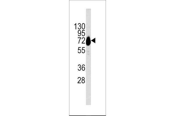 CDH10 Antikörper  (C-Term)