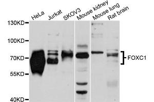 Western blot analysis of extracts of various cell lines, using FOXC1 antibody (ABIN5975815) at 1/1000 dilution. (FOXC1 Antikörper)