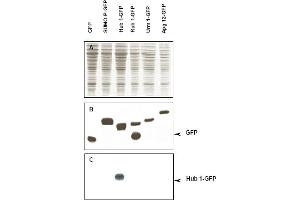 Immunoblot of Hub1 fusion protein. (Hub1 Antikörper)