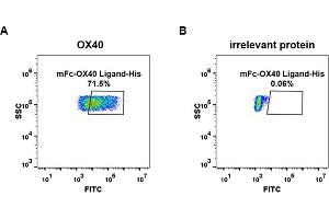 cell line transfected with irrelevant protein (B)  and human OX40 (A)  were surface stained with Human OX40 Ligand, mFc-His tagged protein (ABIN6961094, ABIN7042217 and ABIN7042218) 10 μg/mL followed by Alexa 488-conjugated anti-mouse IgG secondary antibody. (TNFSF4 Protein (mFc-His Tag))