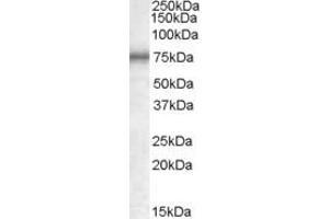 Western Blotting (WB) image for anti-Methylphosphate Capping Enzyme (MEPCE) (AA 666-677) antibody (ABIN490345) (MEPCE Antikörper  (AA 666-677))