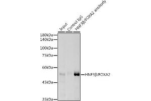 Immunoprecipitation analysis of 300 μg extracts of HepG2 cells using 3 μg HNF3β/FOX antibody (ABIN7267232). (FOXA2 Antikörper)