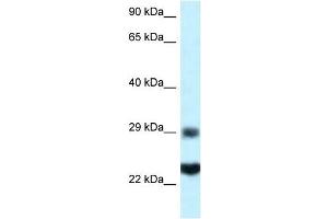 Western Blot showing RPS9 antibody used at a concentration of 1 ug/ml against HepG2 Cell Lysate (RPS9 Antikörper  (C-Term))