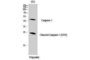 Western Blotting (WB) image for anti-Caspase 1 (CASP1) (Asp210), (cleaved) antibody (ABIN3172727) (Caspase 1 Antikörper  (Asp210, cleaved))