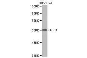 Western Blotting (WB) image for anti-Tryptophan Hydroxylase 1 (TPH1) antibody (ABIN1875176) (Tryptophan Hydroxylase 1 Antikörper)