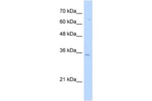 Western Blotting (WB) image for anti-Pyrophosphatase (Inorganic) 1 (PPA1) antibody (ABIN2463179) (Pyrophosphatase (Inorganic) 1 (PPA1) Antikörper)