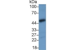 Detection of NFkB in MCF7 cell lysate using Polyclonal Antibody to Nuclear Factor Kappa B (NFkB) (NFkB Antikörper  (AA 352-439))