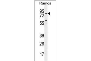 PDE4B Antibody (Center) (ABIN655630 and ABIN2845109) western blot analysis in Ramos cell line lysates (35 μg/lane). (PDE4B Antikörper  (AA 189-217))