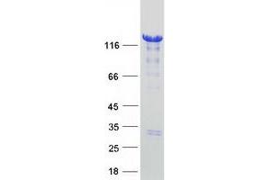 Validation with Western Blot (HDAC4 Protein (Myc-DYKDDDDK Tag))