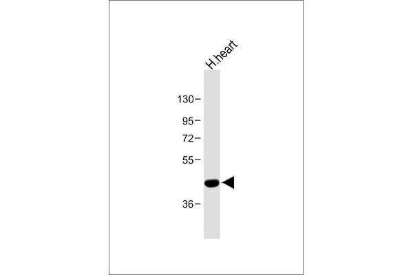 PTGER3 Antikörper  (N-Term)