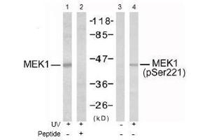 Image no. 1 for anti-Mitogen-Activated Protein Kinase Kinase 1 (MAP2K1) (pSer221), (pSer222) antibody (ABIN196889) (MEK1 Antikörper  (pSer221, pSer222))