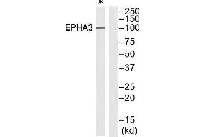 Western Blotting (WB) image for anti-EPH Receptor A3 (EPHA3) antibody (ABIN1848402) (EPH Receptor A3 Antikörper)