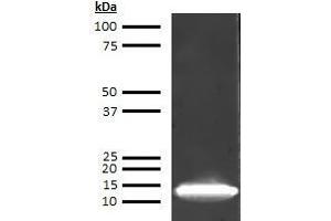 Western Blotting (WB) image for anti-Fatty Acid Binding Protein 1, Liver (FABP1) antibody (Biotin) (ABIN613095) (FABP1 Antikörper  (Biotin))