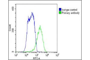 Overlay histogram showing HepG2 cells stained with B(green line). (SLC29A1 Antikörper  (C-Term))