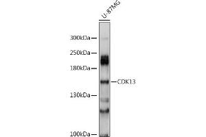 Western blot analysis of extracts of U-87MG cells, using CDK13 antibody (ABIN6130965, ABIN6138307, ABIN6138308 and ABIN6214440) at 1:1000 dilution. (CDK13 Antikörper  (AA 620-900))