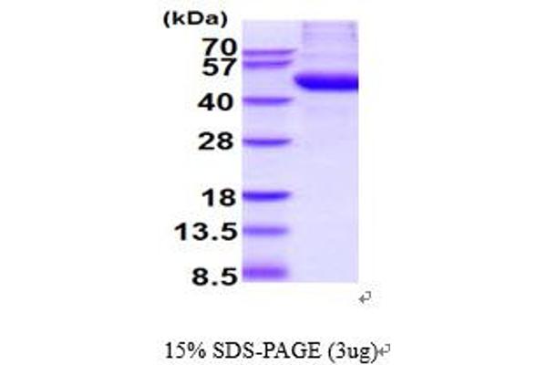 NAGA Protein (AA 18-411) (His tag)