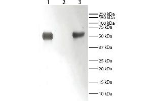 Western Blotting (WB) image for Mouse anti-Rabbit IgG (Fc Region) antibody (ABIN376937)