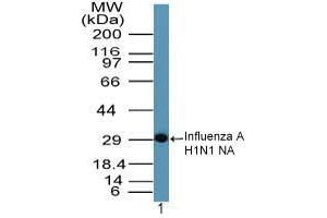 Image no. 1 for anti-Influenza A Virus Neuraminidase antibody (Influenza A Virus H1N1) (AA 320-334) (ABIN960230) (Influenza A Virus Neuraminidase Antikörper  (AA 320-334))
