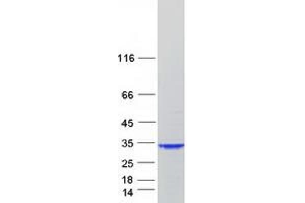 OXNAD1 Protein (Myc-DYKDDDDK Tag)