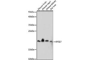 Western blot analysis of extracts of various cell lines, using RPS17 antibody (ABIN7270015) at 1:1000 dilution. (RPS17 Antikörper  (AA 1-100))