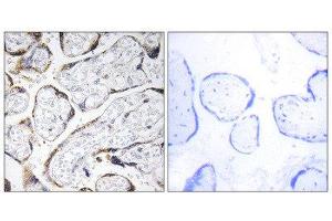Immunohistochemistry (IHC) image for anti-Fibulin 4 (FBLN4) (Internal Region) antibody (ABIN1851283) (FBLN4 Antikörper  (Internal Region))
