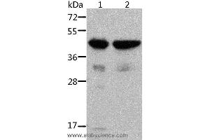 Western blot analysis of Mouse muscle and heart tissue, using ACTA1 Polyclonal Antibody at dilution of 1:500 (Actin Antikörper)